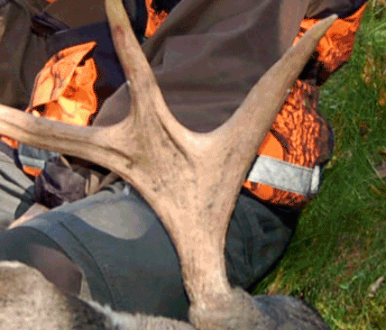 Lagom till midsommar ska f&ouml;rslaget p&aring; nya f&ouml;reskrifter f&ouml;r &auml;lgjakten komma p&aring; remiss. Alla beh&ouml;ver s&auml;tta sig in i f&ouml;rslaget och reagera p&aring; det &ouml;kade regelverket. Vi beh&ouml;ver mer okomplicerad jakt och minskad byr&aring;krati, konstaterar JRF-basen Solveig Larsson.