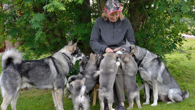 Solveig Larsson, förbundsordförande för Jägarnas Riksförbund (JRF).