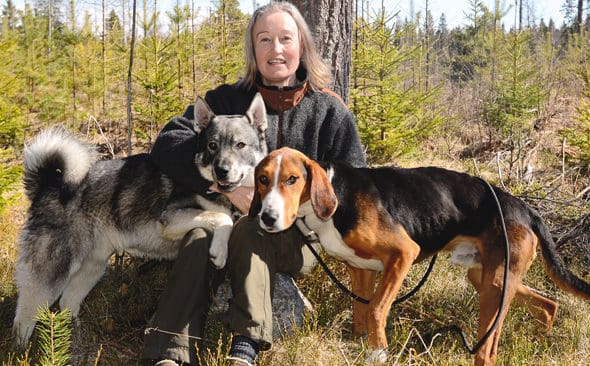 "Ett aktivt anpassat skogsbruk, d&auml;r r&auml;tt arealer planteras med tall, ger fler &auml;lgar m&ouml;jligheter att hitta vintermat. D&auml;rmed sprids det lokala betestrycket&rdquo;, konstaterar JRF-basen Solveig Larsson.