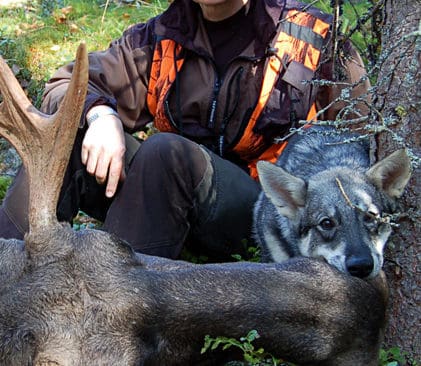 &ndash; Jag hoppas nu genom att &auml;ven en annan j&auml;garorganisation &auml;ntligen st&ouml;djer J&auml;garnas Riksf&ouml;rbunds h&aring;llning, som vi drivit sedan l&auml;nge, att vi gemensamt kan genomdriva en h&aring;llbar rovdjurspolitik, skriver JRF-basen Solveig Larsson