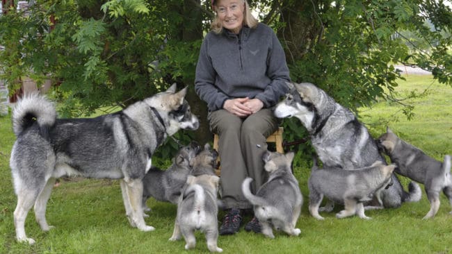 Om inte människors välbefinnande i rovdjursområden går före stora rovdjur kommer vi aldrig att uppnå någon accepterad rovdjurspolitik, konstaterar Solveig Larsson, ordförande för Jägarnas Riksförbund.