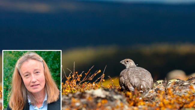 Solveig Larsson, förbundsordförande för Jägarnas Riksförbund, tycker att regeringens beslut om att svenska jägare ska ha förtur till fjälljakt är ett steg i rätt riktning.
