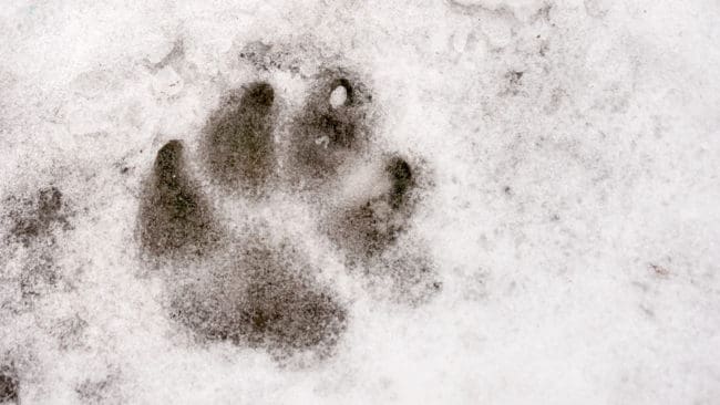 Spåren utanför Spandelstorpskolan i Karlskrona kommer från en hund, anser biologen Ulrika Widgren på länsstyrelsen i Blekinge. Det kan ändå ha passerat en varg eftersom det finns en annan bekräftad vargobservation utanför Karlskrona. (Arkivbild)