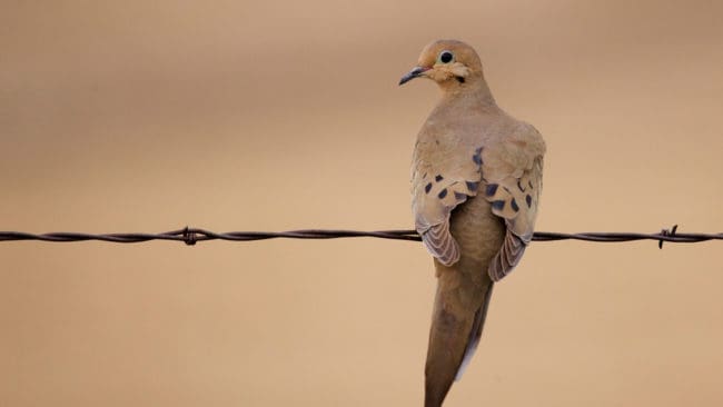 Spetsstjärtad duva är en av de duvarter som får jagas i Texas. I år är säsongen förlängd.