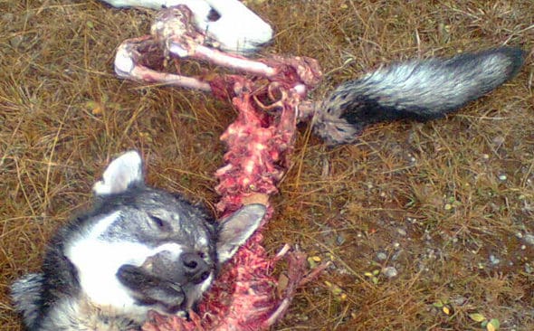 Vargd&ouml;dade jakthundar &auml;r inte sk&auml;l f&ouml;r skyddsjakt, anser Rovdjursf&ouml;reningen. Bilden f&ouml;rest&auml;ller resterna &nbsp;av j&auml;mthunden Max sedan vargarna var f&auml;rdiga med honom. Han d&ouml;dades i V&auml;rmland i oktober.