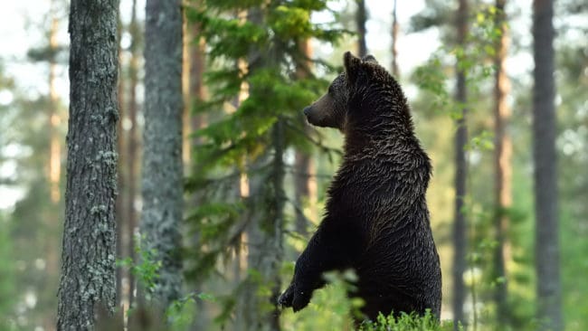 Det finns viljor bland jägarna i Jämtland som vill att man ska spara ungefär hälften av björnarna till älgjakten, enligt jägaren Johan Karlsson.