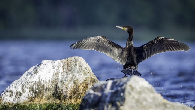 Skyddsjakten på storskarv kommer främst att bedrivas vid fasta och rörliga fiskeredskap.