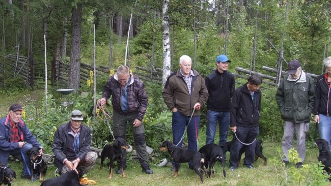 Stövarklubbens styrelse föreslår nya regler som man hoppas ska få ekonomi i utställningsverksamheten. Hundar som startas på drevprov måste ha varit på utställning.