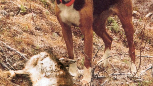 Nio stövare ska göra upp på jaktprovet som avgör vilken hund som är bäst i Norden.