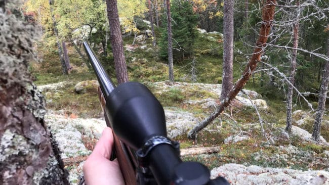 103 av 300 björnar i de sju länen med licensjakt har fällts sedan i onsdags, enligt de rapporter som noterats hos SVA. I Västerbotten är björnjakten stoppad till älgjakten startar sedan elva björnar av 21 fällts.