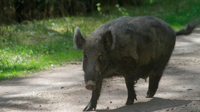 Cirka 100 suggor ska GPS-märkas för att ge svar på frågor om hur utfodring och jaktinsatser påverkar vildsvinspopulationer.