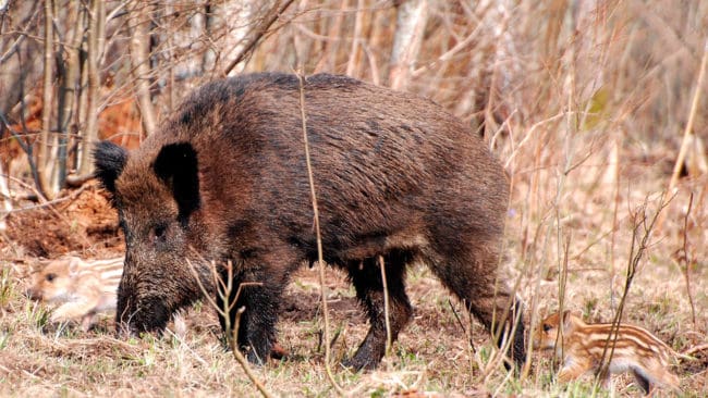 Belöningar till jägare som sänder in prover från fällda vildsvin är ett vapen när jakten mot svinpest trappas upp i Finland.