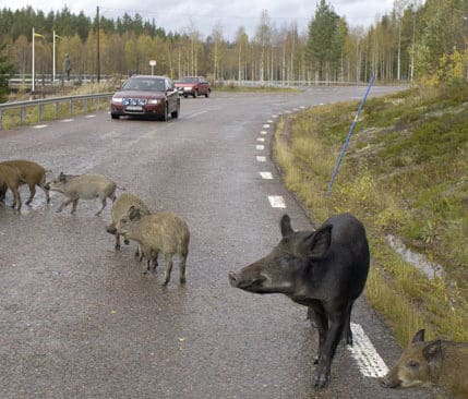 Vildsvinet är det viltslag som procentuellt ökar mest i viltolycksstatistiken i landet. Trafikolyckor med vildsvin har ökat med 50 procent.