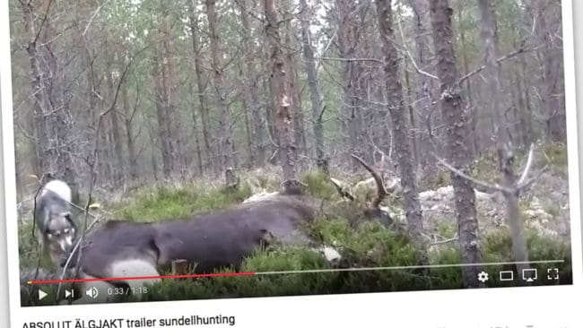 Hälsingejägaren David Sundells Youtube-kanal Sundell Hunting har över 2 500 prenumeranter och det populäraste klippet har visats mer än 75 000 gånger.