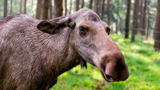 Statens veterinärmedicinska anstalt, SVA, behöver mer pengar för att utöka jakten på CWD-smittat vilt i Sverige sedan en norsk älgko med smittan upptäckts nära gränsen till Jämtland. (Arkivbild)