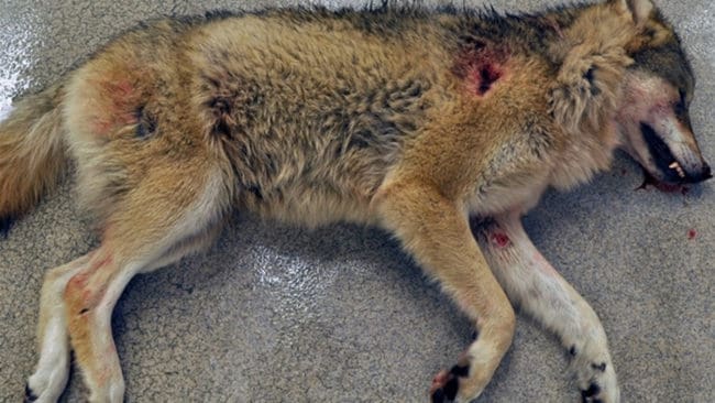 Varghannen som sköts i Tierp betedde sig så oskyggt att det var befogat att avliva den, anser chefsåklagare Håkan Roswall vid Särskilda åklagarkammaren