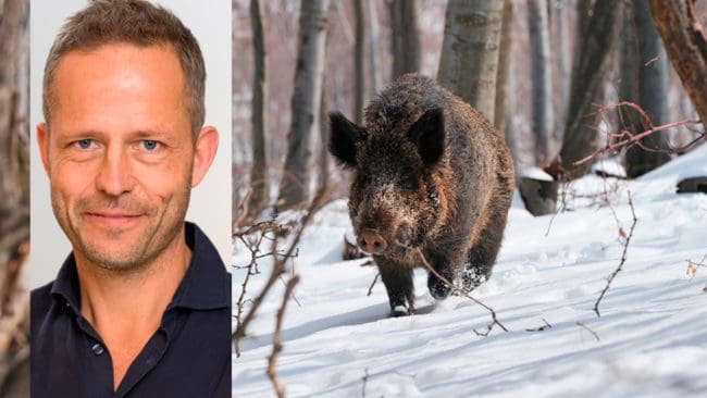Karl Ståhl på SVA konstaterar att jägare har en nyckelroll för att upptäcka om svinpesten nått Sverige. Det gäller att jägare rapporterar hittade vildsvinskadaver, som sedan ska destrueras.