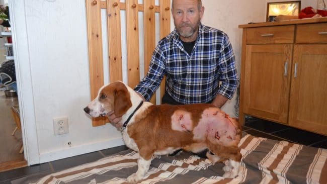 Drevern Bonzo var på väg tillbaka efter sitt andra förstaprisdrev när vargen attackerade.