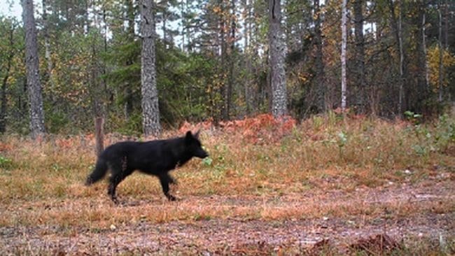En av de svartfärgade varghybriderna i Södermanland. Länsstyrelsen misstänker nu att det kan finnas högst två varghybrider kvar att skjuta i kullen som vargtiken fick med en tamhund.
