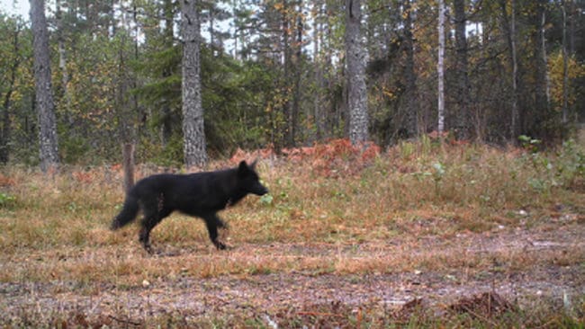 Här är länsstyrelsens bild från en viltkamera som antagligen visar en av de svarta hybridvalpar som det nu är skyddsjakt på i Bie-området, norr om Katrineholm.