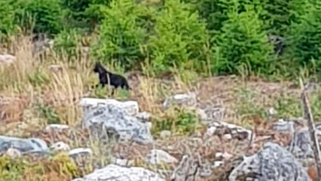 Vill länsstyrelsen i Södermanland mörka att de har svarta vargar? undrar personen som sänt den här bilden från vad som uppges vara en svart vargvalp i Bie-trakten.