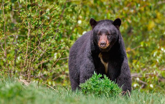 Det kan bli jakt p&aring; svartbj&ouml;rn i Florida, eftersom de allt fler bj&ouml;rnarna st&auml;ller till med allt st&ouml;rre problem. (Arkivbild)