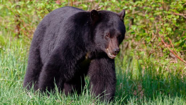 När man skjutit björn i nödvärn i Alaska ska man fylla i blankett till delstatens viltvårdsmyndighet. Dessutom ska polisen utreda om det skett enligt gällande riktlinjer.