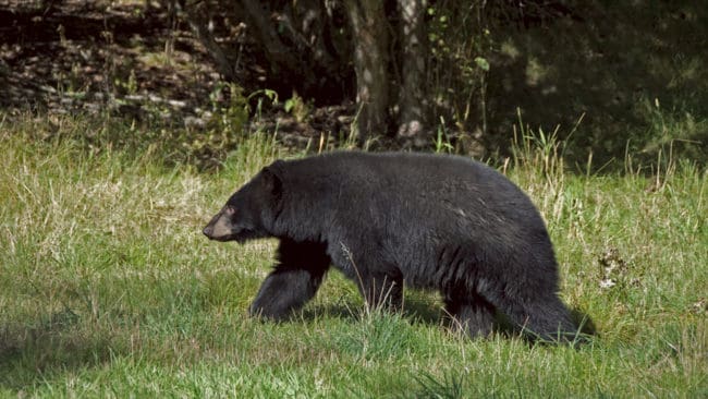 Jägare i Florida som köpt licenser för att få jaga svartbjörn hotas av jaktmotståndare.
