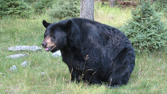 En svartbjörn i USA-delstaden Colorado angrep en femårig flicka utanför bostaden och släpade iväg med henne. Flickan fick omfattande bettskador men överlevde attacken. (Arkivbild)