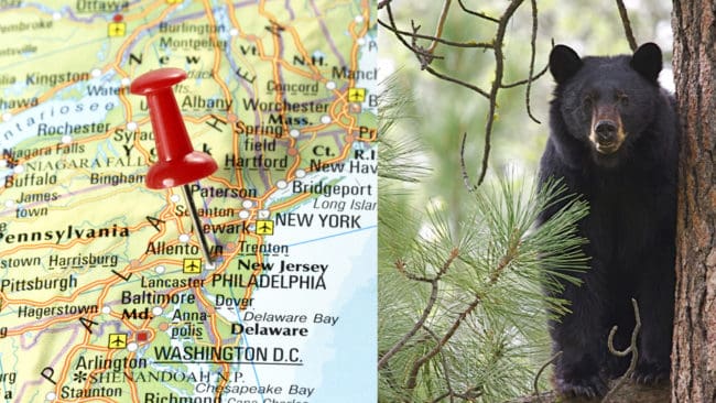 Svartbjörnsjakten i New Jersey fick en framgångsrik inledning.