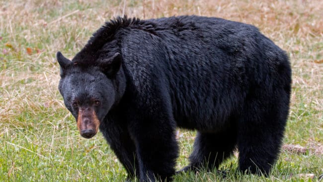Ytterligare en sovande jägare har attackerats av svartbjörn, denna gång i Kanada.
