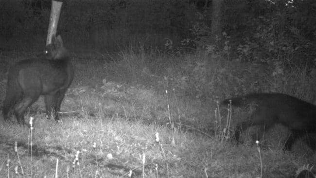 Nu bekräftar DNA-prov att de svarta vargvalparna norr om Katrineholm är varghybrider, som måste avlivas så att vargstammen inte får in hundgener.