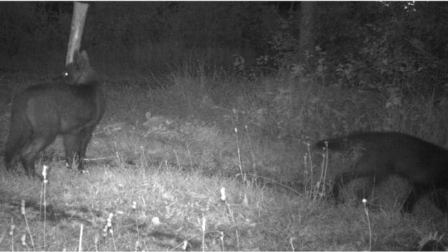 Länsstyrelsen i Södermanland är på jakt efter vargspillning för att genom DNA-prover säkerställa att de mörka valparna på bilden verkligen är vargar. Svarta vargar finns inte i Skandinavien.