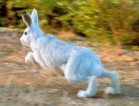 Misslyckat kamouflage. Vita skogsharar syns extra bra för rovdjur när snön uteblir och bidrar till att skogshararna fortsätter att bli färre.