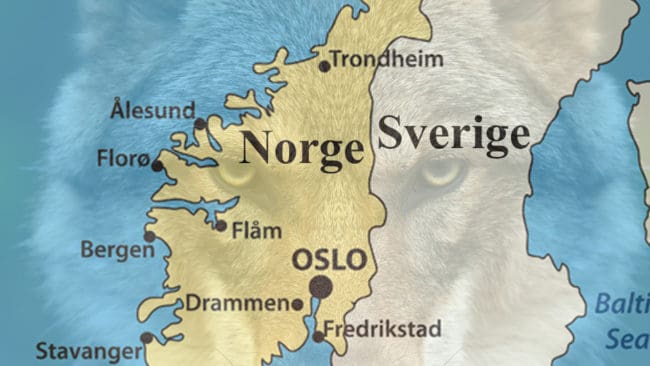 Vargarna ökar kraftigt i Norge när stammen växer starkt i Sverige.