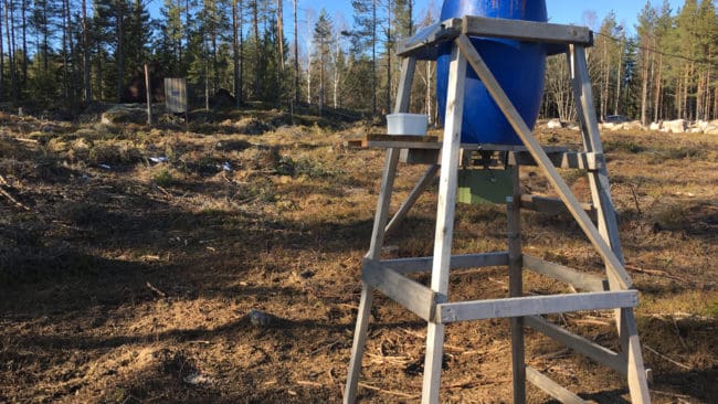 En spansk forskare arbetar med ett vaccin som kan göra vildsvin immuna mot svinpest. I så fall skulle vaccinet kunna prepareras i det som vildsvinet utfodras med vid åtlar.