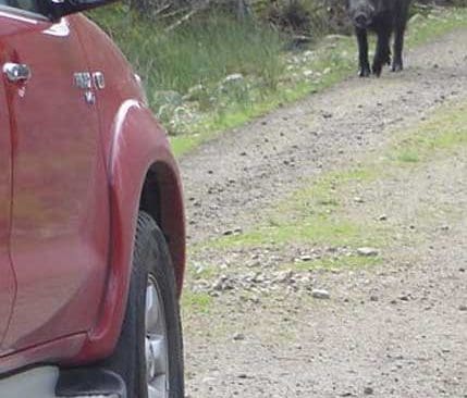 Vildsvin sätts ut för att ge viltrikare jaktmarker, säger en vildsvinsforskare som är finansierad av Jägareförbundet.