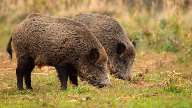 Vildsvinen invaderar Norrtäljes villaträdgårdar. Kommunen har haft ett krismöte för att förbereda en massiv insats av kommunjägarna. (Arkivbild)