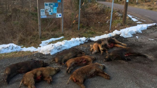 När alla jaktlag i Högsby älgskötselområde i Kalmar län uppmanades att ha en samjakt på vildsvin i helgen fälldes minst 23 vildsvin på lördagen. (Arkivbild)