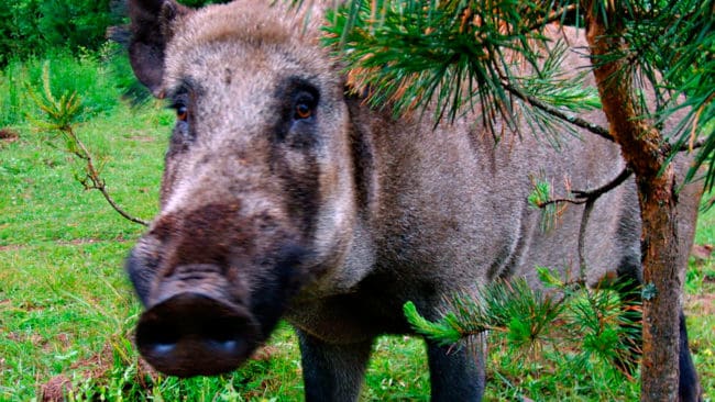 Enligt det amerikanska jordbruksdepartementet kan det dröja åtta år innan det finns användbara vaccin mot svinpest, som bland annat sprids av vildsvin. Ett problem är att det finns ett 20-tal olika virusstammar i olika länder.