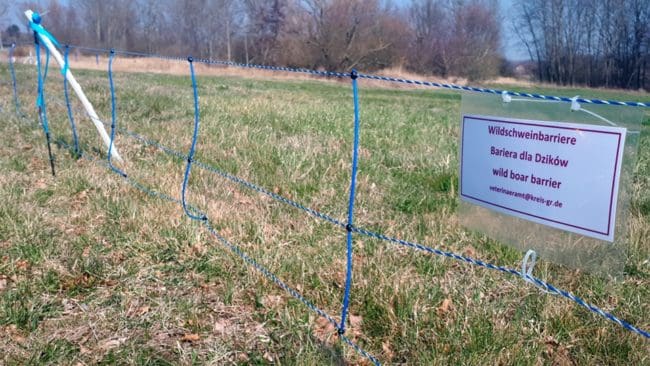 Inhägnader har testats tidigare, nu prövar tyska delstater bufferzoner för att stoppa afrikansk svinpest.