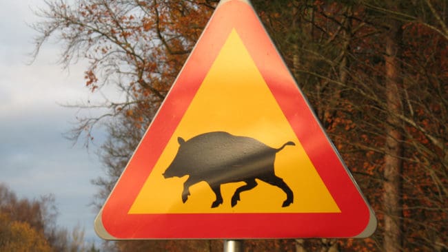 Varning för vildsvin med svinpest. Smittan har nu nått Belgien i form av vildsvin som har viruset. Kommer svinpesten till Sverige kan det bli med bilfärjor från Baltikum.
