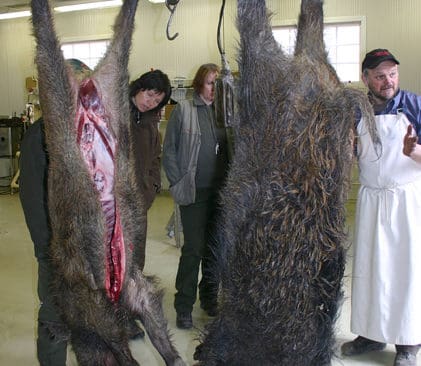 J&auml;gare har sv&aring;rt att bli av med vildsvinsk&ouml;tt med de nuvarande reglerna. Nu beg&auml;r JRF enklare k&ouml;ttregler.