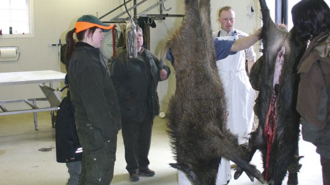 Svenskt Viltkött, branschorganisationen för Sveriges cirka 140 vilthanteringsanläggningar, kämpar för att stoppa att jägarna ska kunna avyttra vildsvinskött som inte passerat en vilthanteringsanläggning.