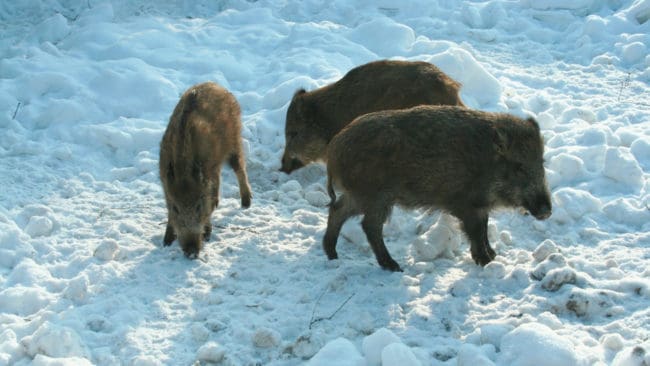 Taktiken för att freda husägare i Gunnebo mot vildsvinsinvasionen är att försöka skjuta bort vildsvinen innan de kommer in i samhället.