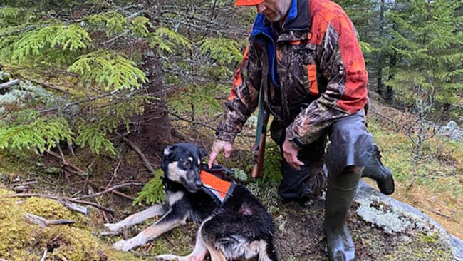 – Nu har statens varguppfödning även drabbat min hund, säger JRF-toppen Henrik Tågmark i Värmland. Bilden är tagen strax innan han börjar bära sin skadade östlaikatik mot bilvägen. Han hade bara några sekunder till godo när han lyckades skrämma bort vargarna som högg i den liggande tiken.