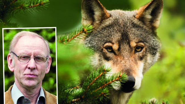 Henrik Tågmark, förste vice förbundsordförande i Jägarnas Riksförbund, står bakom en begäran om jakt på sammanlagt 166 vargar i januari i fem län för att få ned vargstammen till miniminivån på 270 vargar.