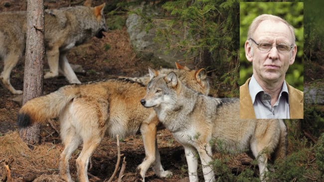 – Det är ett hån att ha jakt på färre vargar än den förra licensjakten, säger Henrik Tågmark, förste vice förbundsordförande i Jägarnas Riksförbund (JRF), om varför JRF-distrikten överklagar licensjakten på sammanlagt 22 vargar i fem län.