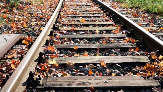 Den döda varghanne som hittades vid ett järnvägsspår utanför Fagersta kördes på av ett tåg, enligt undersökningen på Statens veterinärmedicinska anstalt. (Arkivbild)