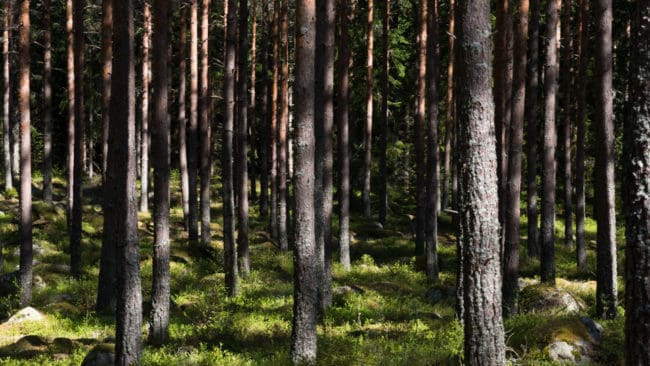 I det första testområdet har fler skogsägare vågat satsa på tall i föryngringarna, vilket på lite sikt leder till både en god produktion och möjligheter till en ökad älgstam.